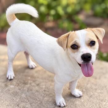 Phil -  Beagle and Jack Russell Terrier Dog for Adoption in Boerne, Texas - Phil | PetCurious