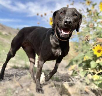 Terrier Dogs Available for Adoption in Roseville, California - Miracle | PetCurious