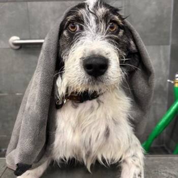 Cockapoo Dogs Available for Adoption in Toronto, Ontario - Nan | PetCurious