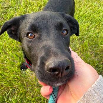 Dallas -  Mixed Breed Dog for Adoption in Dekalb, Illinois - Dallas | PetCurious