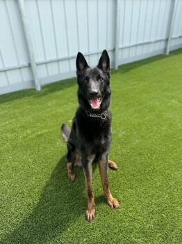 Balto -  German Shepherd Dog Dog for Adoption in Delson, Quebec - Balto | PetCurious