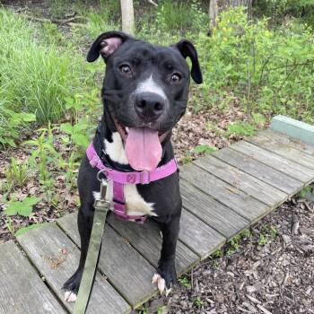 Pit Bull Terrier and Mixed Breed Dogs Available for Adoption in Riverwoods, Illinois - Paladin | PetCurious