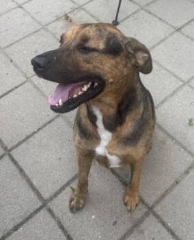 Chief -  Shepherd Dog for Adoption in Crown Point, Indiana - Chief | PetCurious