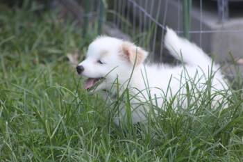 Scotty -  Pomeranian and Spaniel Dog for Adoption in Alafaya, Florida - Scotty | PetCurious