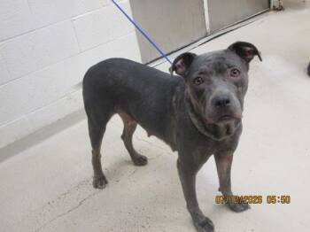 Sheeba(59) -  Pit Bull Terrier Dog for Adoption in Marietta, Georgia - Sheeba(59) | PetCurious