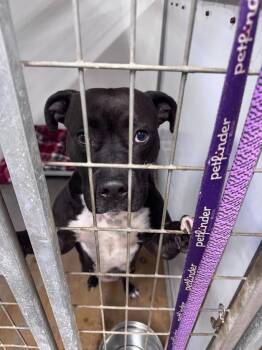 Diesel -  Pit Bull Terrier Dog for Adoption in Glenfield, New York - Diesel | PetCurious