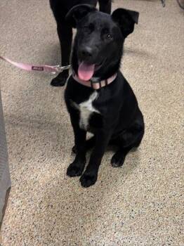 SHIELD -  German Shepherd Dog and Mixed Breed Dog for Adoption in Doral, Florida - SHIELD | PetCurious