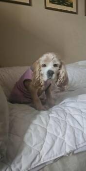 Rescue Cocker Spaniel Dogs for Adoption in Toronto, Ontario - Molly | PetCurious