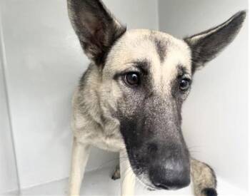 A659104 -  German Shepherd Dog and Mixed Breed Dog for Adoption in Houston, Texas - A659104 | PetCurious