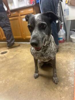 Mama Dog -  Australian Cattle Dog Blue Heeler and Mixed Breed Dog for Adoption in Lockhart, Texas - Mama Dog | PetCurious