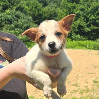 CT Argentina -  Mixed Breed Dog for Adoption in Eastford, Connecticut - CT Argentina | PetCurious