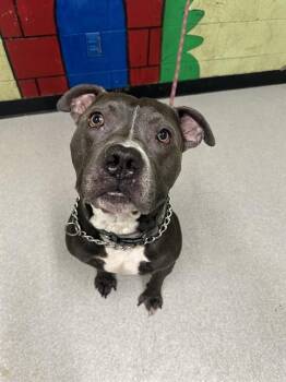Rescue Pit Bull Terrier Dogs for Adoption in Indianapolis, Indiana - UNICORN | PetCurious