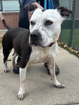 Rescue Pit Bull Terrier and Mixed Breed Dogs for Adoption in Valley View, Ohio - Diego | PetCurious