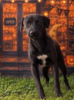 Nova -  Terrier Dog for Adoption in Campbellsville, Kentucky - Nova | PetCurious