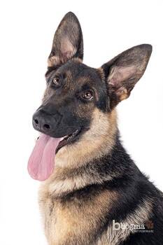 Rescue German Shepherd Dog Dogs for Adoption in Irvine, California - Bella | PetCurious