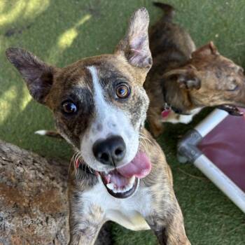 Cocoa - Butler Campus -  Mixed Breed Dog for Adoption in Flagstaff, Arizona - Cocoa - Butler Campus | PetCurious