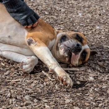 Mixed Breed Dogs Available for Adoption in Chamblee, Georgia - Sandra | PetCurious