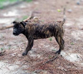 Rescue Terrier and American Bulldog Dogs for Adoption in North Augusta, South Carolina - Sasha | PetCurious