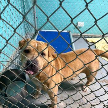 Chow Chow Dogs Available for Adoption in Wahiawa, Hawaii - Trinity | PetCurious