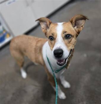 Mixed Breed Dogs Available for Adoption in Dallas, Texas - SUNRISE | PetCurious