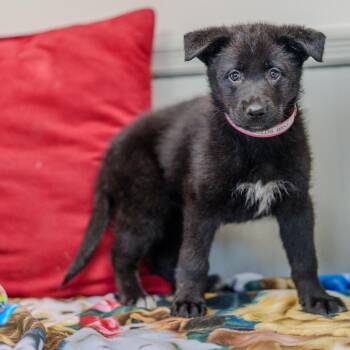 Black Labrador Retriever and Shepherd Dogs Available for Adoption in Pawling, New York - Strawberry Fields | PetCurious