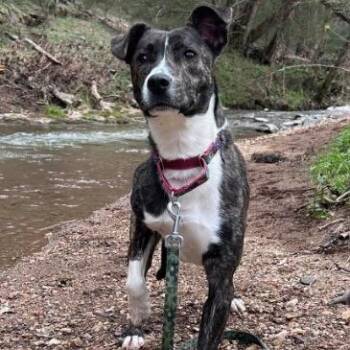 Mixed Breed Dogs Available for Adoption in Gordonsville, Tennessee - Jamie | PetCurious
