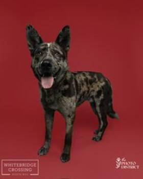 German Shepherd Dog and Husky Dogs Available for Adoption - Wylie | PetCurious