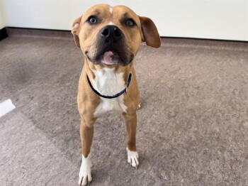 Terrier Dogs Available for Adoption in Brentwood, Missouri - LANDO | PetCurious