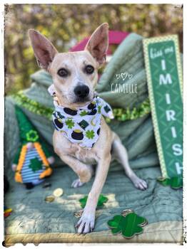 Chihuahua Dogs Available for Adoption - Camille | PetCurious