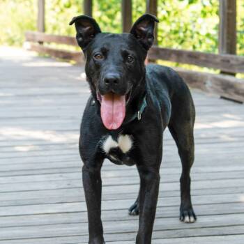 Retriever Dogs Available for Adoption in Lancaster, South Carolina - Kiko | PetCurious