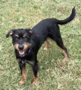 Rescue Mixed Breed Dogs for Adoption in Sandy Springs, Georgia - Huxley | PetCurious