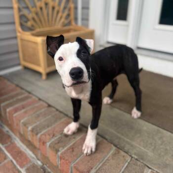 Rescue Mixed Breed Dogs for Adoption in Harrington, Delaware - Dewey | PetCurious