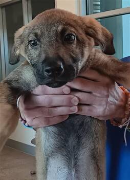 ZENA -  German Shepherd Dog and Mixed Breed Dog for Adoption in Houston, Texas - ZENA | PetCurious