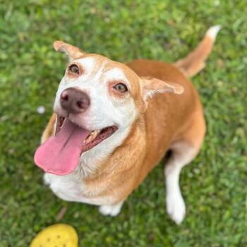 STELLA -  Beagle Dog for Adoption in West Palm Beach, Florida - STELLA | PetCurious