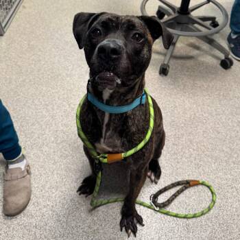 Hobbes -  Black Mouth Cur Dog for Adoption in Englewood, Florida - Hobbes | PetCurious