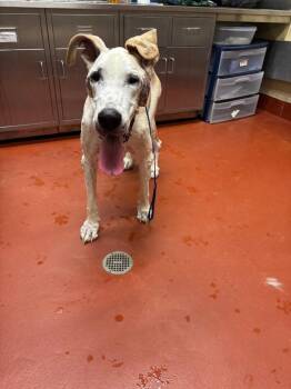 Loretta -  Great Dane Dog for Adoption in Douglasville, Georgia - Loretta | PetCurious