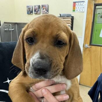 Mixed Breed Dogs Available for Adoption in Titusville, Florida - Lux | PetCurious