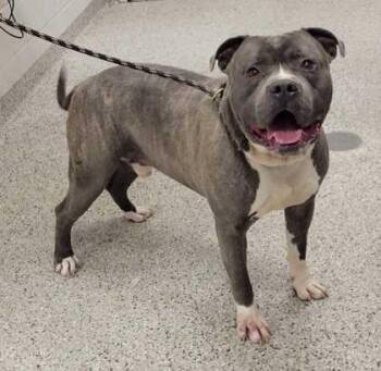 Pit Bull Terrier and Mixed Breed Dogs Available for Adoption in Kansas City, Missouri - Crawdaddy | PetCurious