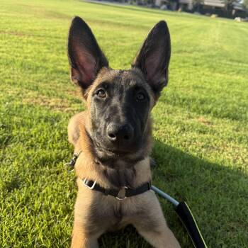 Fern -  Belgian Shepherd Malinois and Dutch Shepherd Dog for Adoption in Whittier, California - Fern | PetCurious