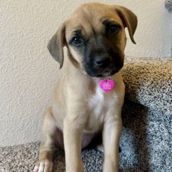 Brownie -  Mixed Breed Dog for Adoption in Portland, Oregon - Brownie | PetCurious