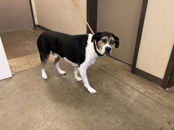 BANDIT -  Foxhound and Mixed Breed Dog for Adoption in Ontario, California - BANDIT | PetCurious
