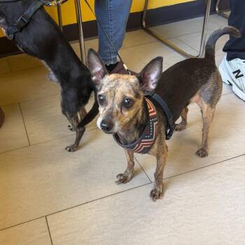 Chihuahua and Mixed Breed Dogs Available for Adoption in Newark, New Jersey - Rita | PetCurious