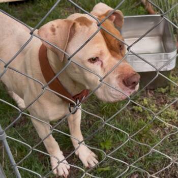Henderson -  American Staffordshire Terrier and Mixed Breed Dog for Adoption in Franklin, North Carolina - Henderson | PetCurious