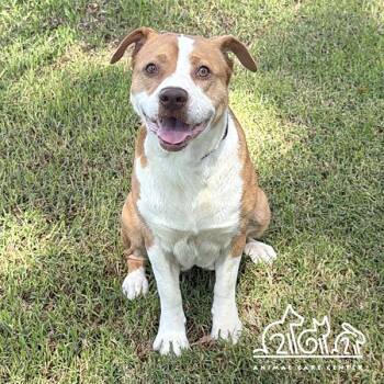 HONEY -  Pit Bull Terrier and Mixed Breed Dog for Adoption in Irvine, California - HONEY | PetCurious