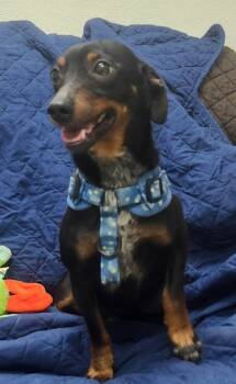 Rockey -  Dachshund Dog for Adoption in Little Rock, Arkansas - Rockey | PetCurious
