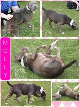 American Staffordshire Terrier and Mixed Breed Dogs Available for Adoption in Kenansville, North Carolina - MOLLY | PetCurious