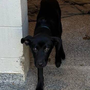 Bunson -  Mixed Breed Dog for Adoption in Jeffersonville, Indiana - Bunson | PetCurious