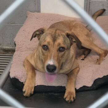 Shepherd and Mixed Breed Dogs Available for Adoption in Washington, District Of Columbia - Lagetha | PetCurious