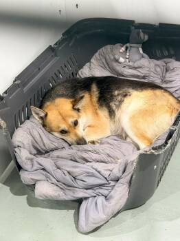 Shepherd and Mixed Breed Dogs Available for Adoption - Missy | PetCurious