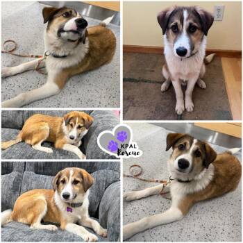 Wishbone -  Mixed Breed Dog for Adoption in Kenai, Alaska - Wishbone | PetCurious